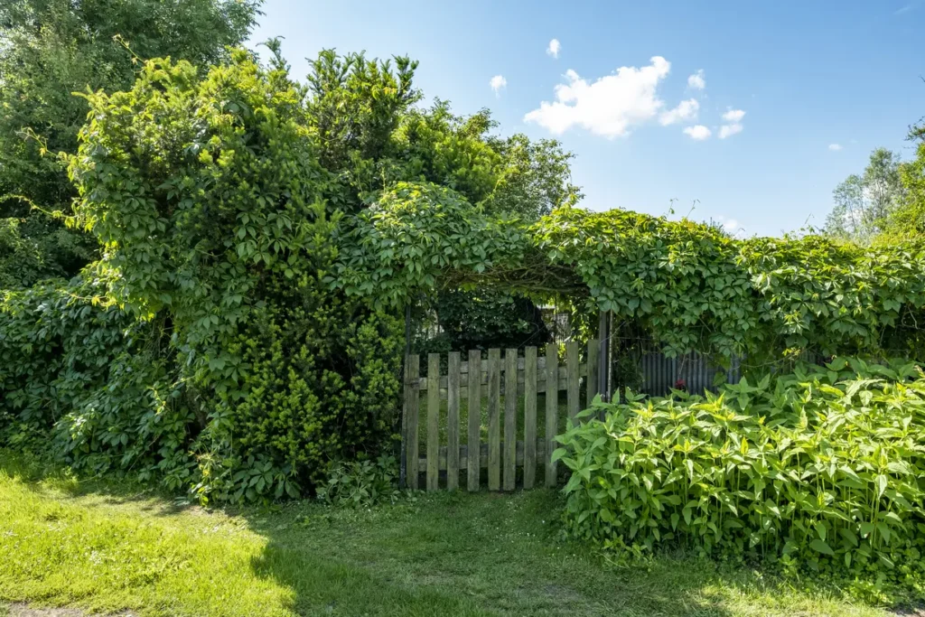 Espace verts frevent