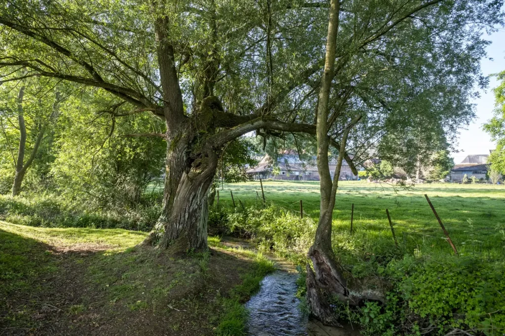 La Canche à Frevent 62